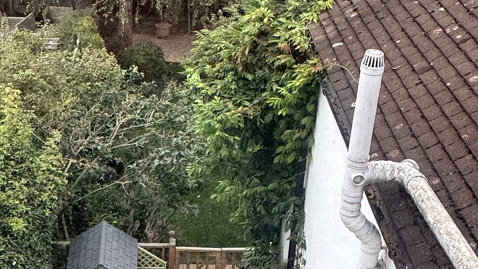 View down from a rear roof window over back gardens, with wisteria climbing over the eaves of a tiled roof beside a white soil vent pipe